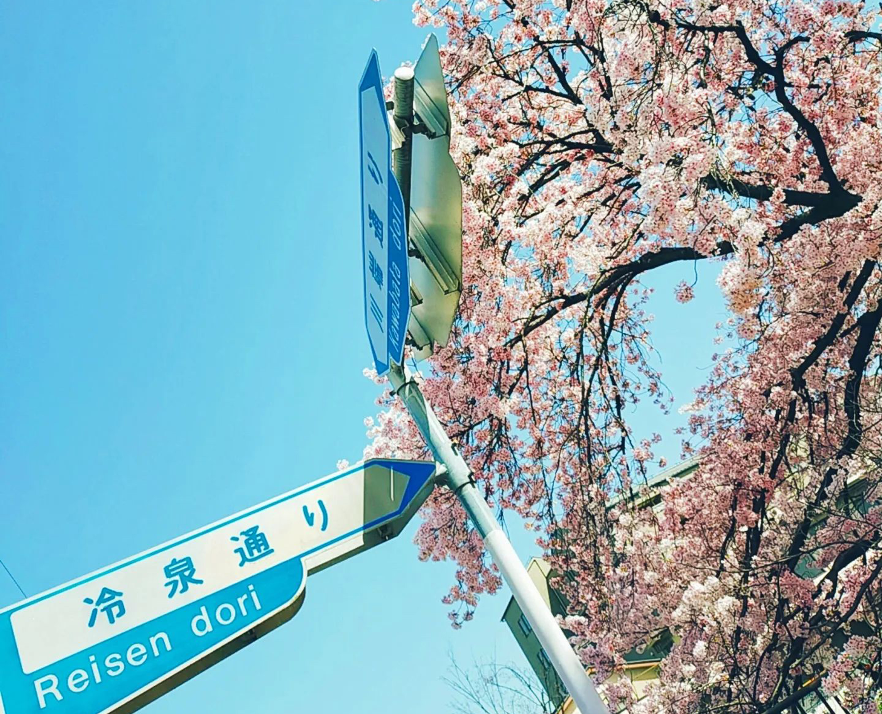 冷泉通りの桜